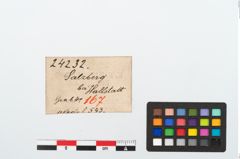 Etiketten zu Bronzemehrkopfnadel (NHMW-PRAE-024232)